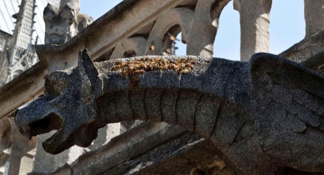 Ajaib! 180 Ribu Lebah di Katedral Notre Dame Selamat dari Kebakaran
