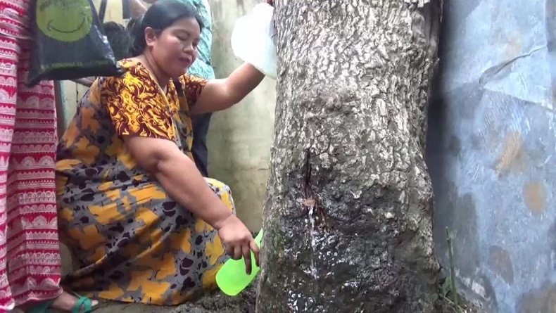 Pohon Akasia Menangis di Jember seperti Suara Perempuan Gegerkan Warga
