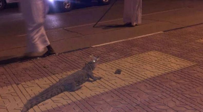 Viral, Buaya Berkeliaran di Jalanan Arab Saudi