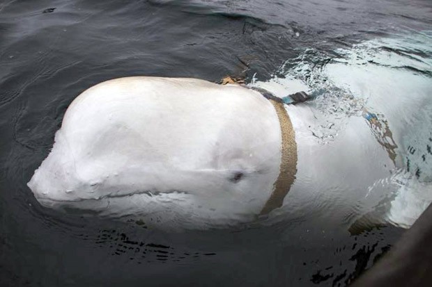 Norwegia Kaget Temukan Paus Beluga dengan 'Sabuk Pengaman Rusia'