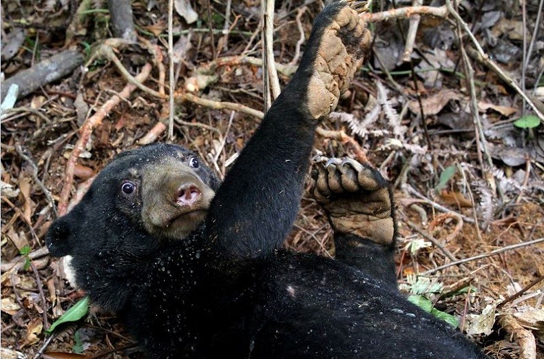 Duh, Beruang Madu di Agam Rusak Perkebunan Tebu dan Nangka Warga