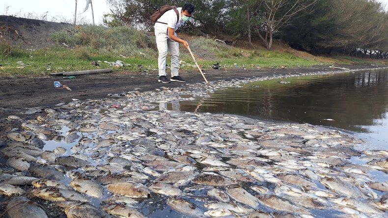 Cegah Penyakit, Ribuan Ikan Mati di Laguna Pantai Trisik Dikuburkan