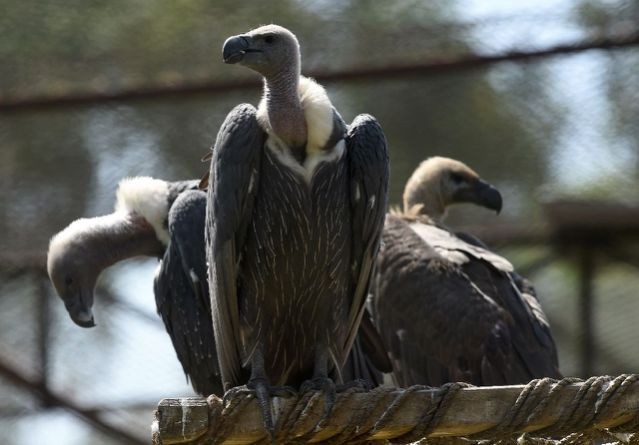 Makan Bangkai Gajah Beracun, 500 Burung Nasar Langka di Botswana Mati