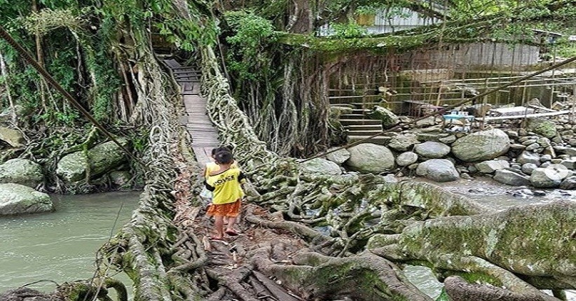 Intip Keunikan Jembatan Akar Sungai Bayang, Objek Wisata Ikonik di Tanah Minang