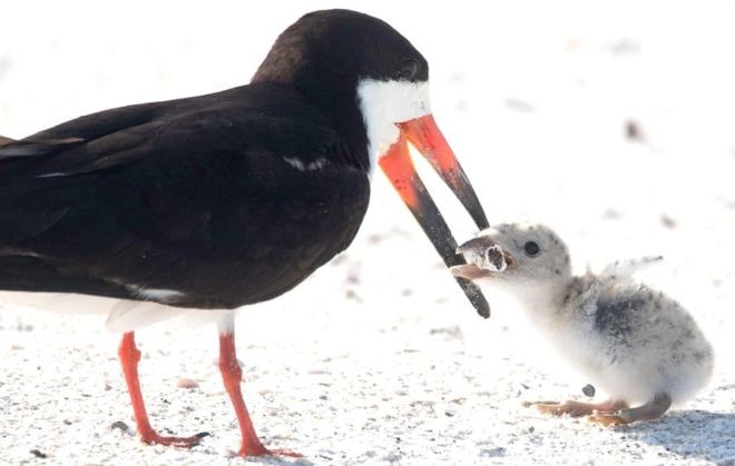 Ketika Seekor Burung Beri Makan Anaknya Puntung Rokok