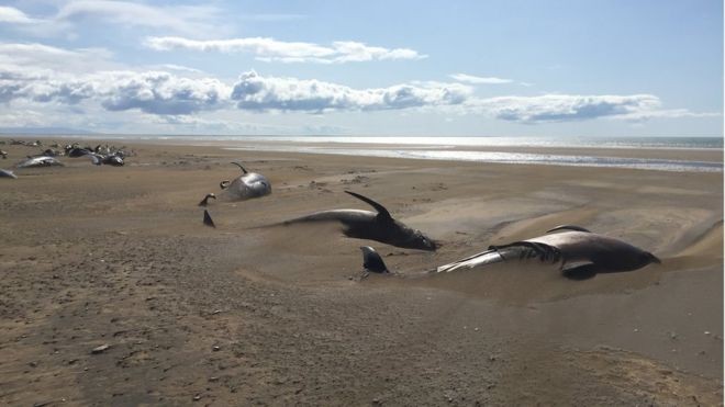 Lebih dari 50 Paus Pilot Mati Terdampar di Pantai Islandia