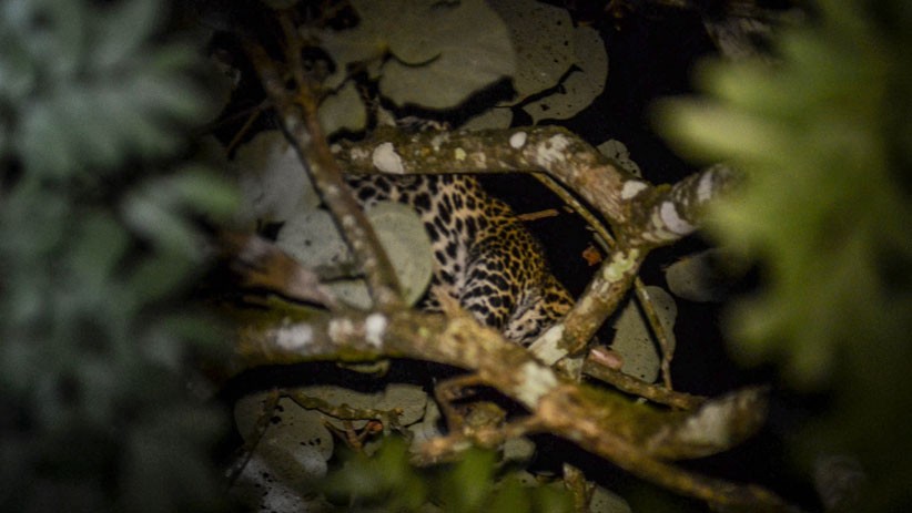 Petani Tewas Diterkam Macan Tutul di Lahat Sumsel, Korban Luka di Leher
