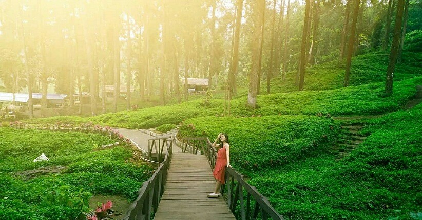 Inspirasi Wisata di Banyumas, Asyiknya ke Hutan Pinus Limpakuwus yang Instagenik