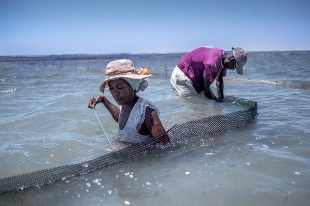 Petani Madagaskar Berjuang Selamatkan Teripang, Hewan Lezat yang Mahal Harganya