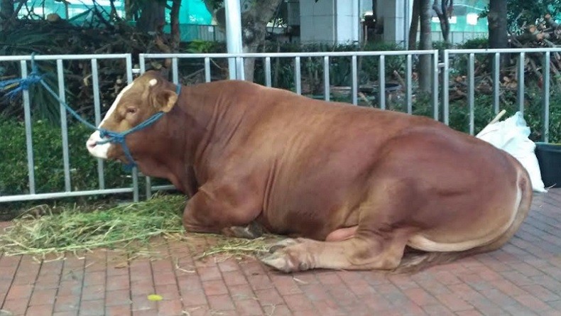 Jokowi Berkurban Sapi Limosin 1,7 Ton di Masjid Istiqlal
