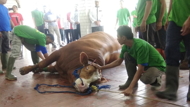 Hewan Kurban Disembelih di Istiqlal, Sapi Limosin Milik Jokowi yang Pertama