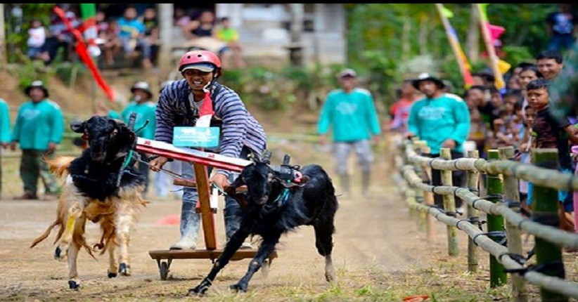Intip 5 Tradisi Unik Perayaan HUT RI, Ada Karapan Kambing hingga Obor Estafet