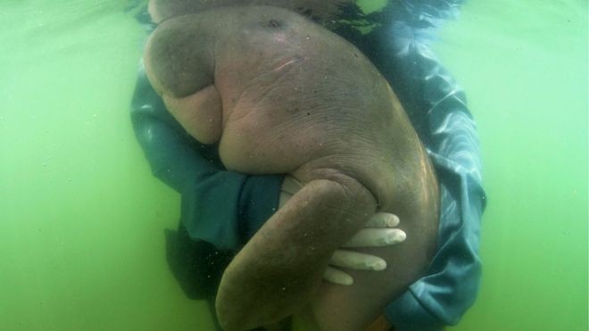 Dugong Tanpa Induk di Thailand Mati usai Telan Plastik