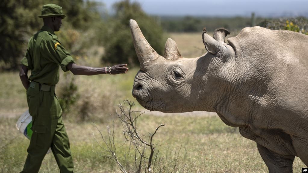 Pakar Hewan Berhasil Biakkan Badak Putih yang Hampir Punah di Afrika