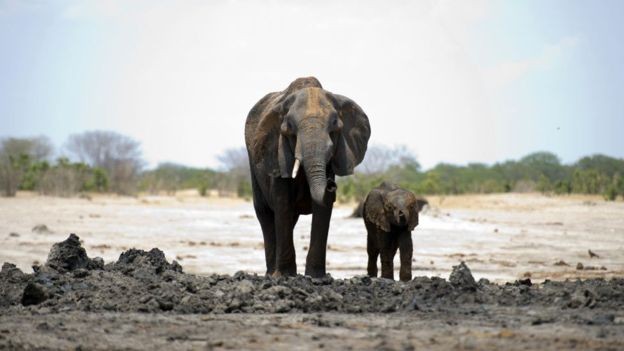 Gajah Liar Afrika Kini Dilarang Dikirim ke Kebun Binatang di Seluruh Dunia