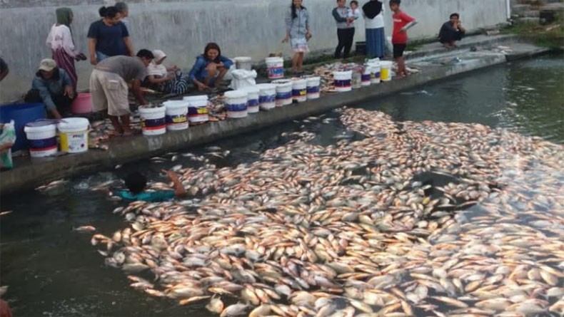 4 Ikan Bawal Albino yang Ditemukan Mati Sempat Akan Ditukar Sepeda Motor
