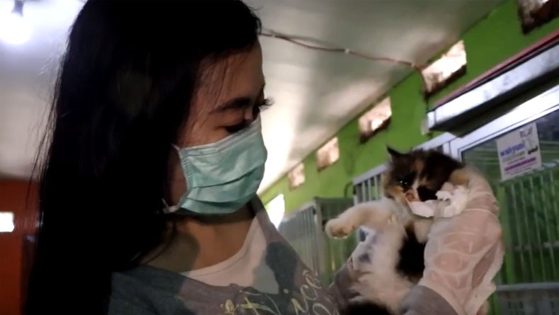Berawal Hobi, Gadis asal Jombang Ini Jadi Jutawan dengan Beternak Kucing