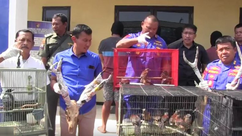 145 Burung Langka asal Papua Diselundupkan ke Surabaya, 4 Pelaku Ditangkap