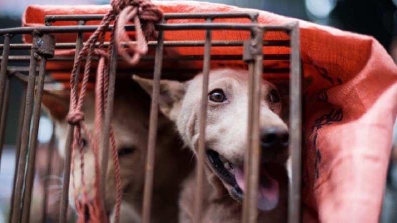 Duh! 6 Anjing Disiram Air Panas oleh Kakak Ipar Majikan, 4 Mati