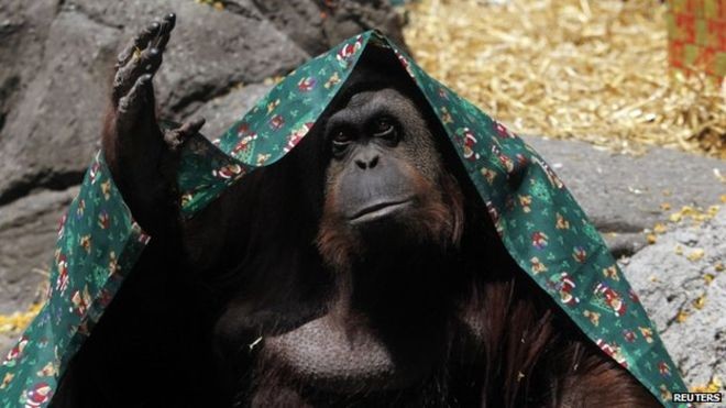 Sandra, Orangutan yang Dapat Hak-Hak Hukum Seperti Manusia dan Jalani Hidup di AS