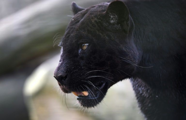 Diduga Curi Macan Kumbang Hitam dari Kebun Binatang, Pria Prancis Ditangkap