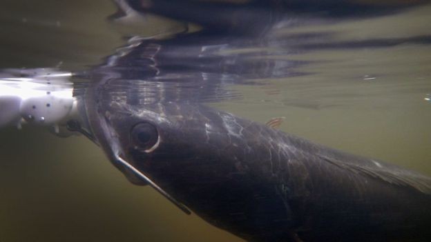 Bisa Bertahan 3 Hari di Darat, Ikan Gabus Rakus Bikin Repot Pemerintah AS
