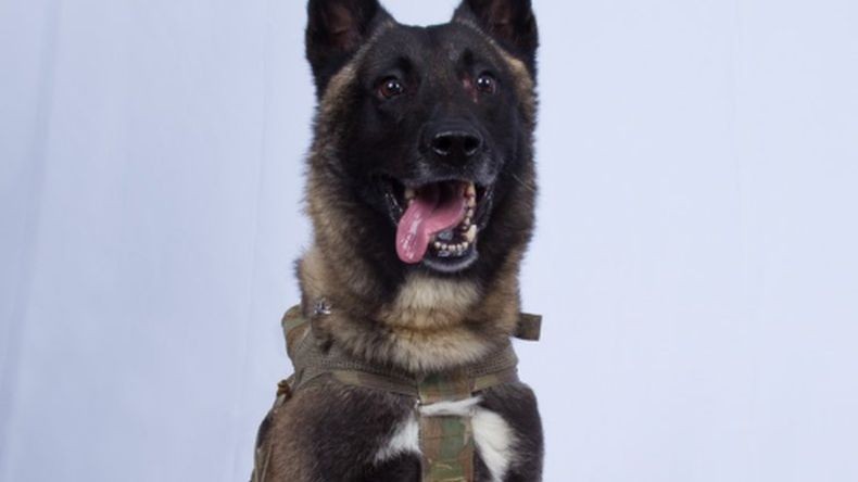Warga Cipongkor KBB Resah Diteror Kawanan  Anjing Liar, 8 Diserang dan Terluka
