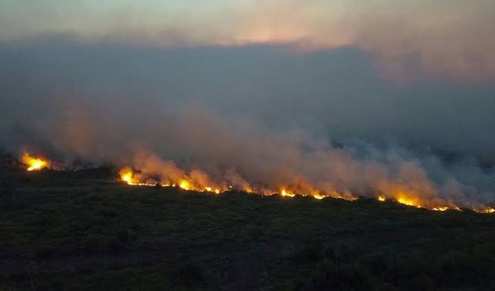  Kebakaran Hutan Besar Landa Pantanal Brasil