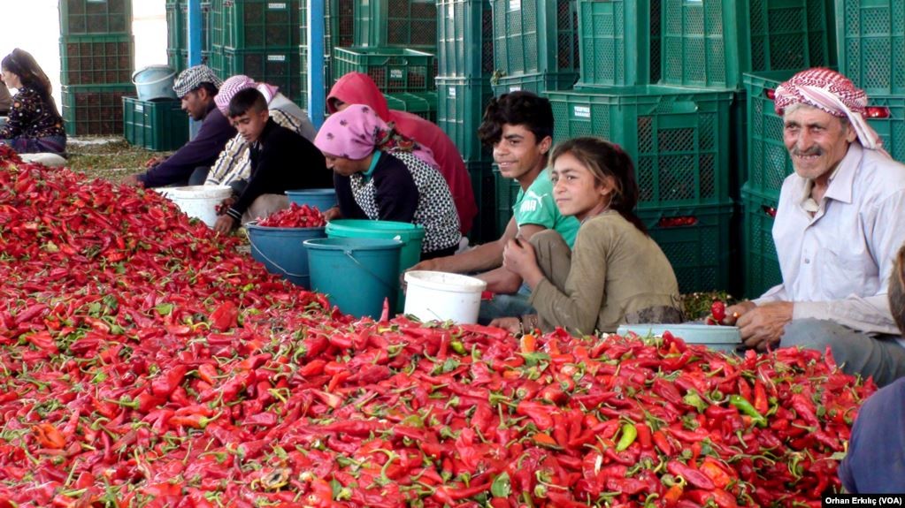 Kisah Pengungsi Suriah yang Tak Mau Tinggalkan Turki, Kini Jadi Pebisnis Sukses