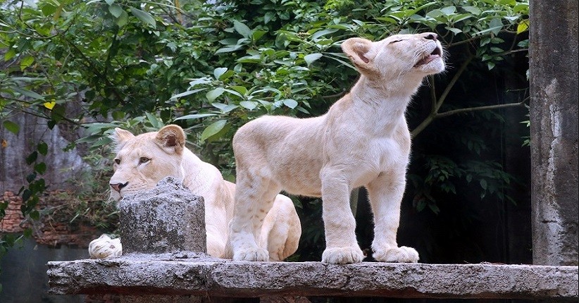 Taman Safari Siap Dibuka Kembali di Tengah Pandemi Covid-19