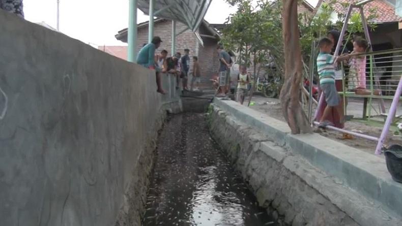 Selokan di Desa Palir Cirebon Jadi Tempat Wisata setelah Ditanami Ikan Hias