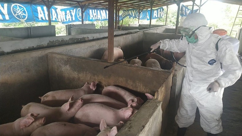 Makanan Berbahan Babi Ditangkal Masuk Bali, Cegah Penyakit Demam Babi Afrika