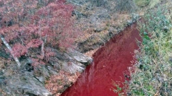 Sungai di Korsel Memerah Tercemar Darah Bangkai Babi yang Dibunuh demi Cegah Penyebaran Virus