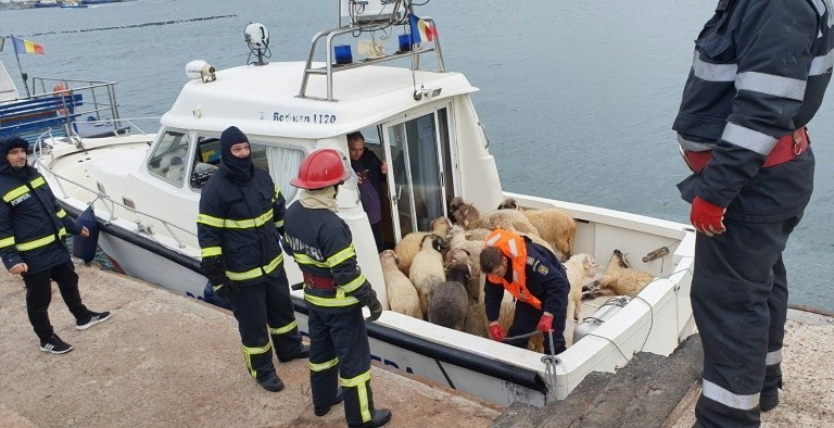 Kapal Angkut 14.600 Domba Terbalik di Laut Hitam Rumania