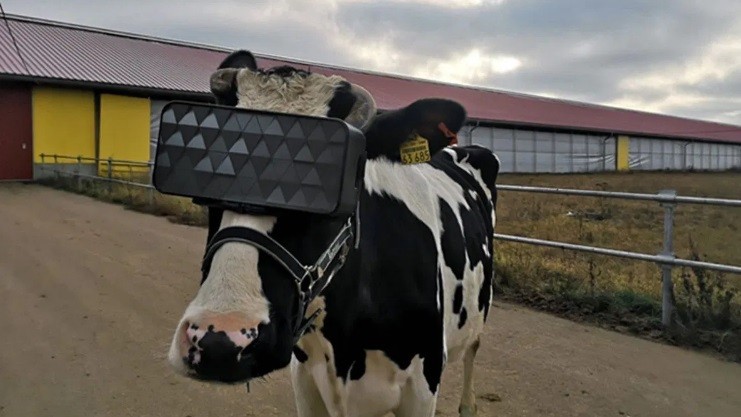 Unik, Headset VR Digunakan ke Sapi untuk Meningkatkan Kualitas Susu