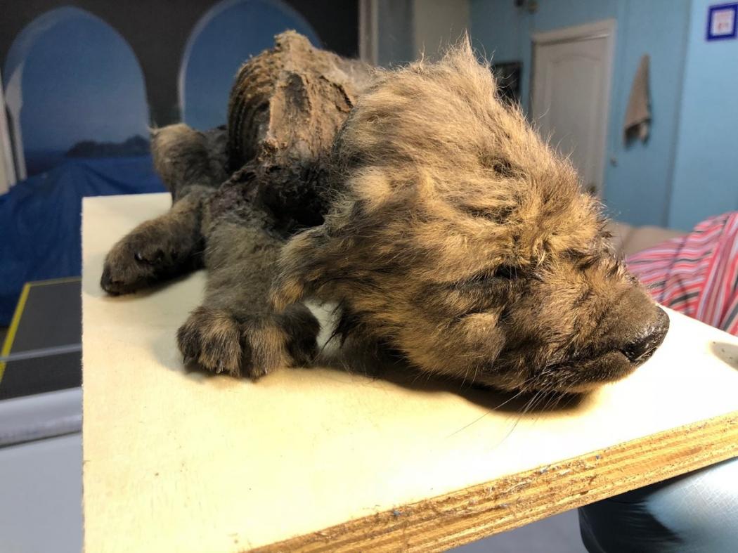 Bangkai Anjing Berusia 18.000 Tahun Ditemukan di Rusia Dalam Kondisi Utuh