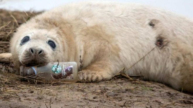 Viral Foto Botol Starbucks di Mulut Anjing Laut, Ancaman Nyata Sampah Plastik