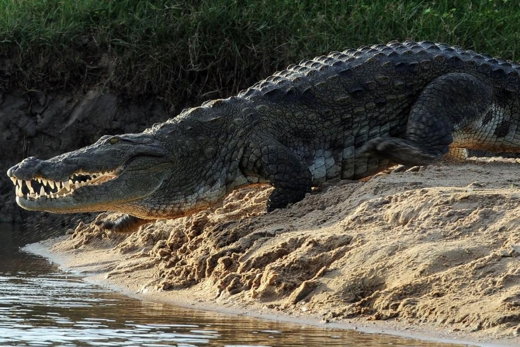 Tubuh Diduga WNI Ditemukan Dalam Perut Buaya Sepanjang 4 Meter di Malaysia