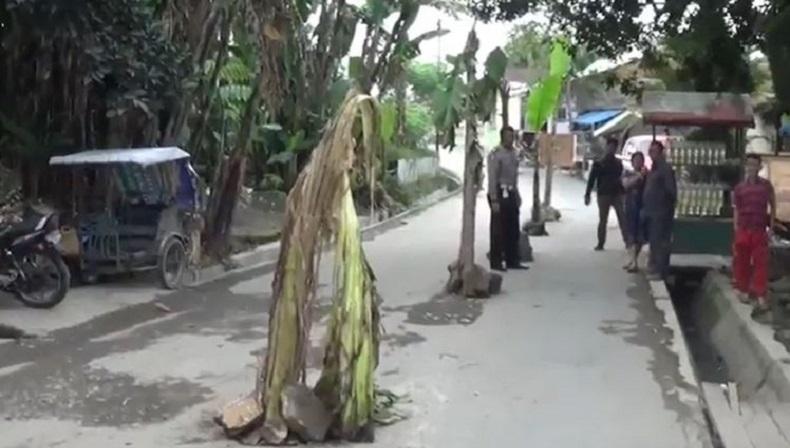 Kesal Tak Kunjung Diperbaiki, Warga Tanam Pohon Pisang di Tengah Jalan di Binjai