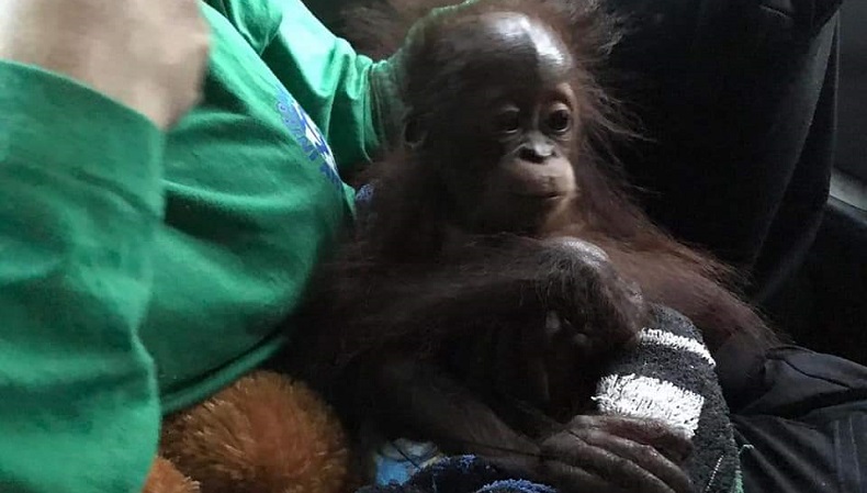 Miris, 2 Anak Orang Utan Diselundupkan Lewat Keranjang Buah di Lampung 