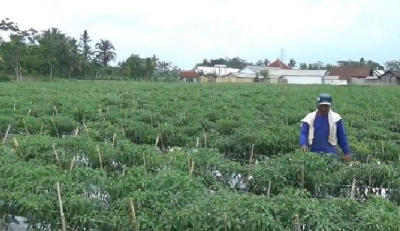 Petani Cabai Jember Merugi di Tengah Kenaikan Harga Jelang Nataru