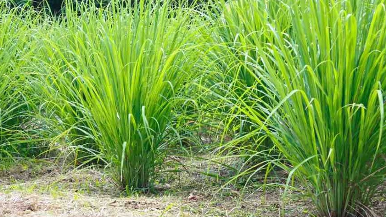 Deretan Manfaat Serai untuk Tubuh, Turunkan Kolesterol Jahat hingga Buang Racun Berbahaya