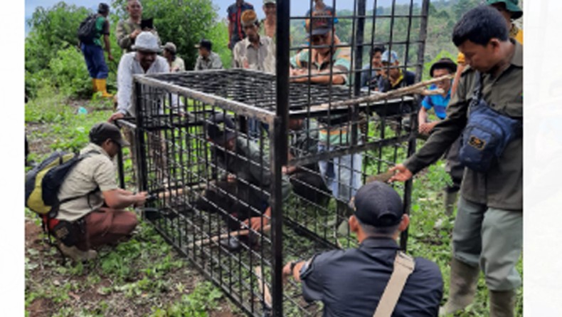 Teror Harimau, Pemprov Sumsel Dapat Bantuan Puluhan Kamera Trap dari NGO