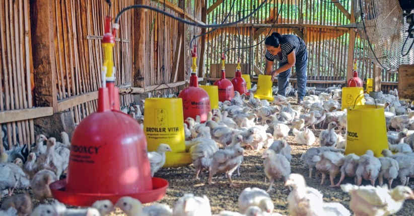 KPPU Selidiki Lonjakan Harga Ayam Ras