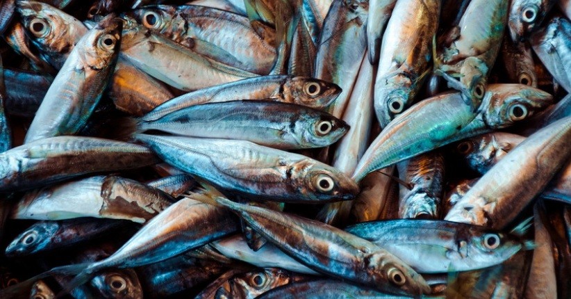 Jelang Nataru, BPOM Temukan 3 Jenis Ikan Positif Formalin Dijual di Pasar Gunungkidul