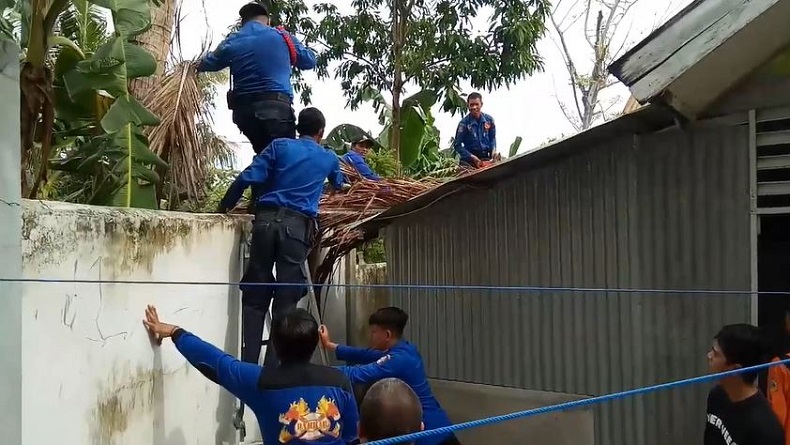 Angin Kencang saat Malam Tahun Baru, Pohon Kelapa Tua Timpa Rumah Dinas Dokter di Sengkang