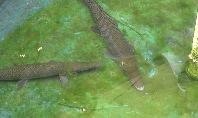 Ini Penampakan Ikan Aligator yang Gigit Balita di Lapas Sukamiskin Bandung