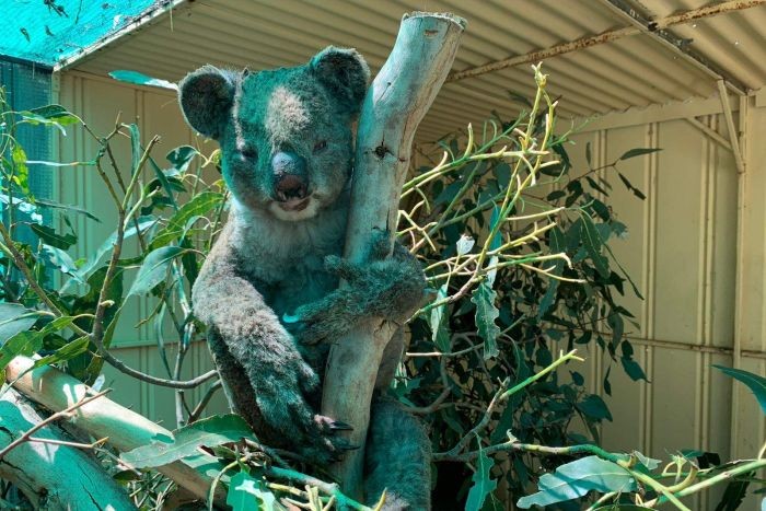 Sedih, Ini Hewan-Hewan Khas Australia yang Terancam Punah akibat Kebakaran