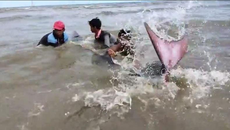 Viral, Lumba-Lumba Terdampar di Pantai Songka Palopo