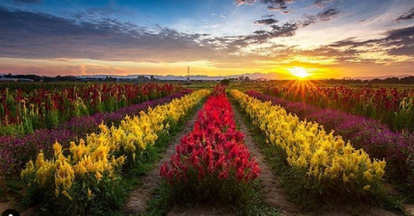  Rainbow Garden, Wisata Baru di Gowa yang Mirip Keukenhof Belanda